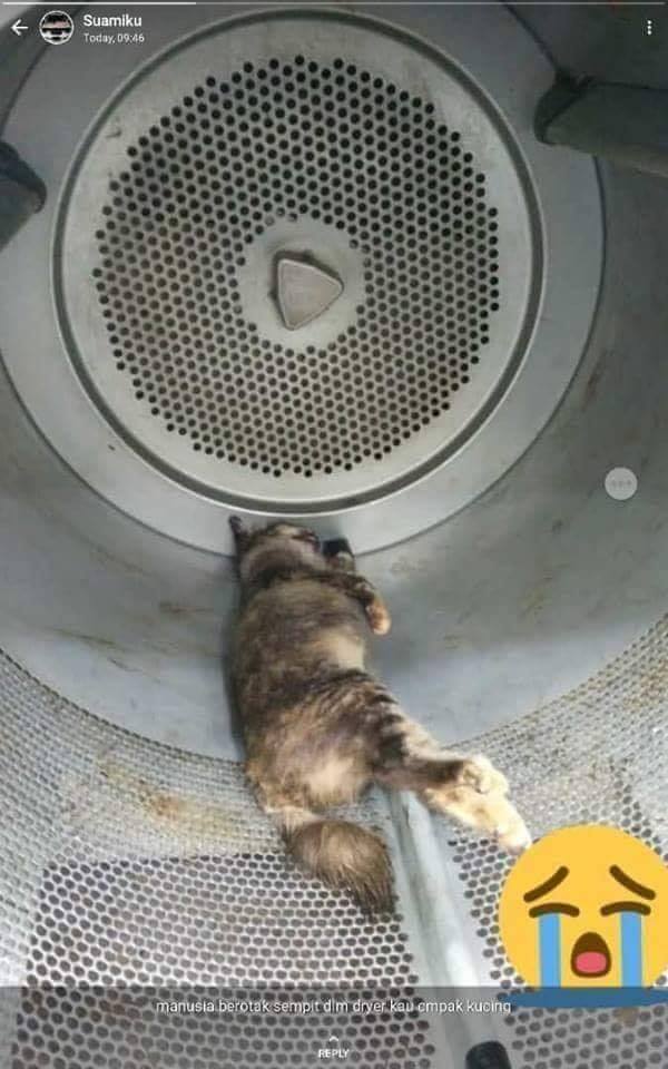 事後母貓的屍體在烘衣機裡被發現。（相片來源：Malaysia Animal Association）
