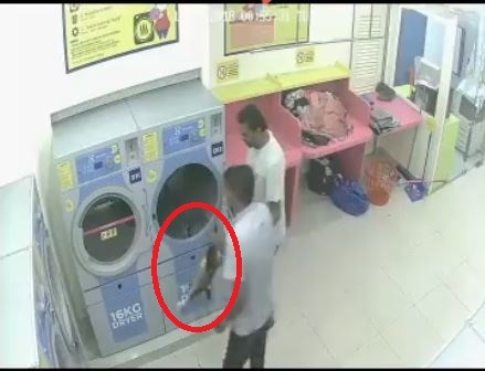 兩名男子將貓咪丟入烘衣機裡。（相片來源：Malaysia Animal Association）