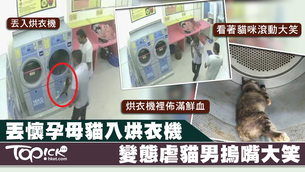 馬來西亞兩名男子將懷孕的母貓被丟進烘衣機裡活活烘死。
