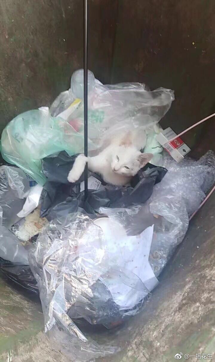 貓咪奄奄一息被棄置於垃圾筒。(圖片來源：@一捆花生)