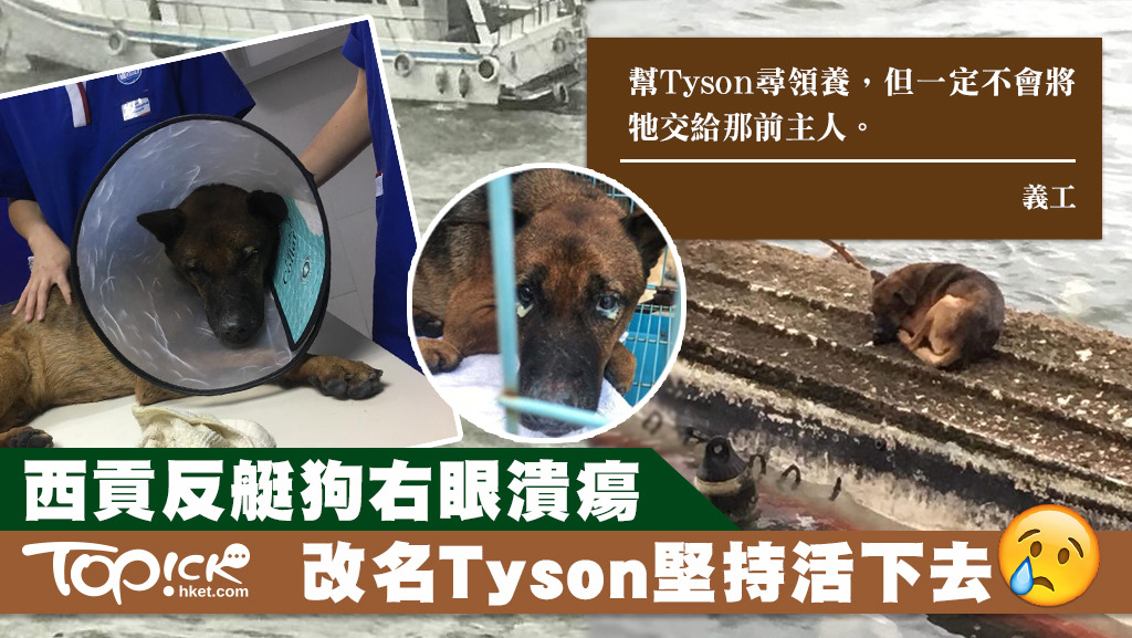 Tyson在颱風山竹吹襲時被主人遺留在船上，現尋新主人。