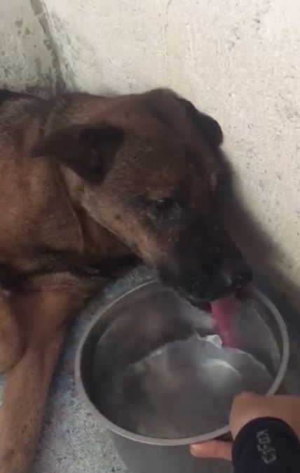 Tyson昨晚開始主動喝水。（圖片來源：Sai Kung Stray Friends Foundation）