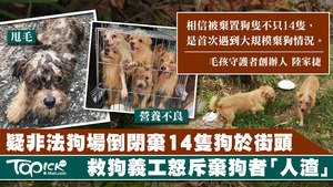 疑非法狗場倒閉，超過14隻狗被棄街頭。