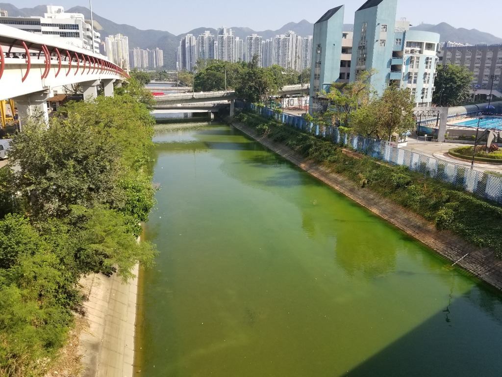 城門河近火炭港鐵站一段泛熒光綠色。(黃傑偉攝)