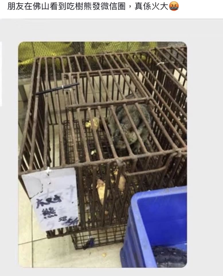 一隻全身灰毛的動物被困在骯髒鐵籠中。(網上圖片)