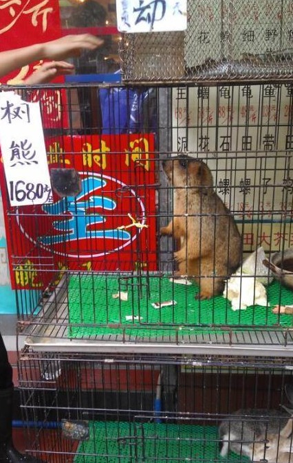 有芒鼠被販售，但店家卻標示著「樹熊」。(圖片來源：@君常在 ​​​​)
