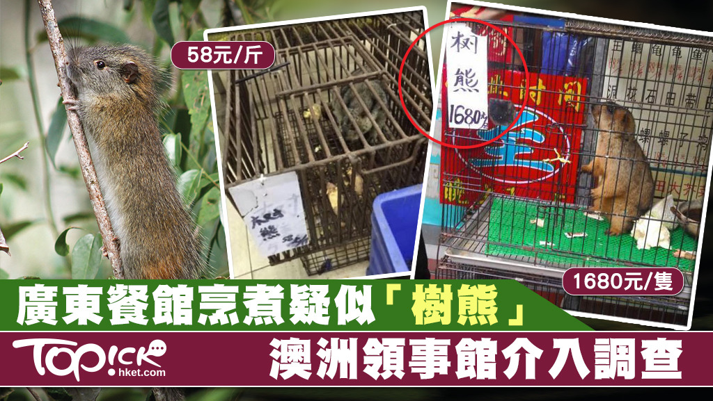 有廣東餐廳販售「樹熊」。