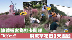 缺德遊客為打卡亂踩，粉黛草花田三天盡毀。