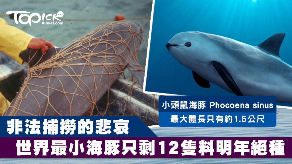 小頭鼠海豚現在只剩12隻。