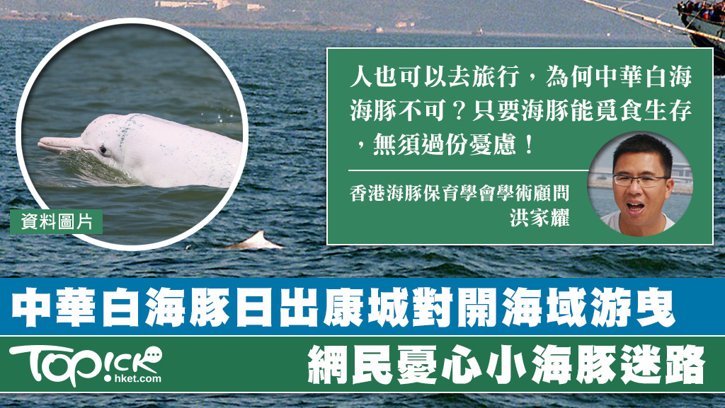 有網民拍攝到一條中華白海豚，在將軍澳日出康城對開海域出現。