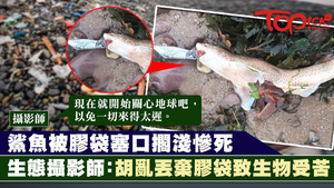 海洋污染問題嚴重，一條白斑角鯊因被膠袋卡著口部慘死。