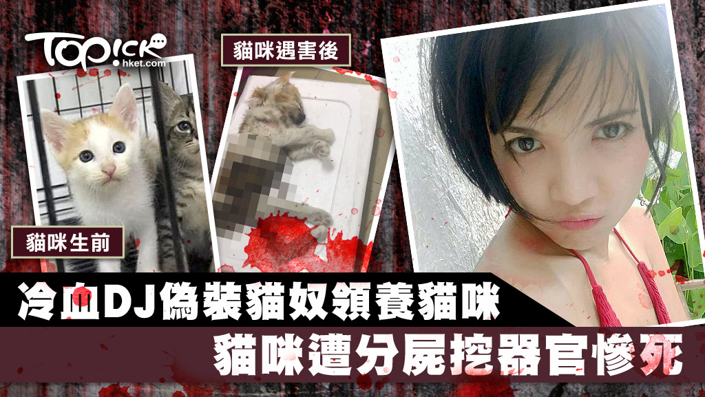 女DJ偽裝成貓奴，在領養貓咪後將其殘殺並冷血分屍。
