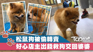 松鼠狗被不法之徒偷走後帶到旺角的寵物店兜售，幸獲有心人救出交回主人。
