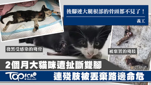 2個月大的貓咪遭扯斷雙腳後，連殘肢被丟棄路邊，貓咪被送院後仍未脫離危險期。