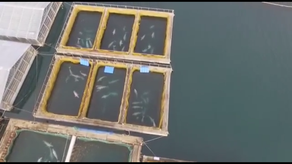 從上空中可看到多條鯨魚被困在「鯨魚監獄」。（影片截圖）