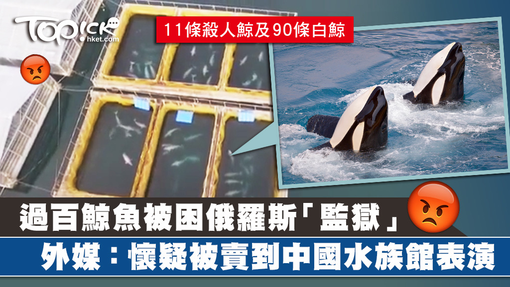 俄羅斯設「監獄」囚過百鯨魚。