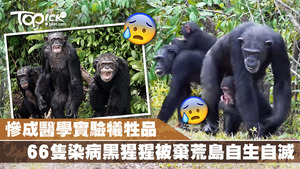 66隻染病黑猩猩被棄荒島自生自滅。