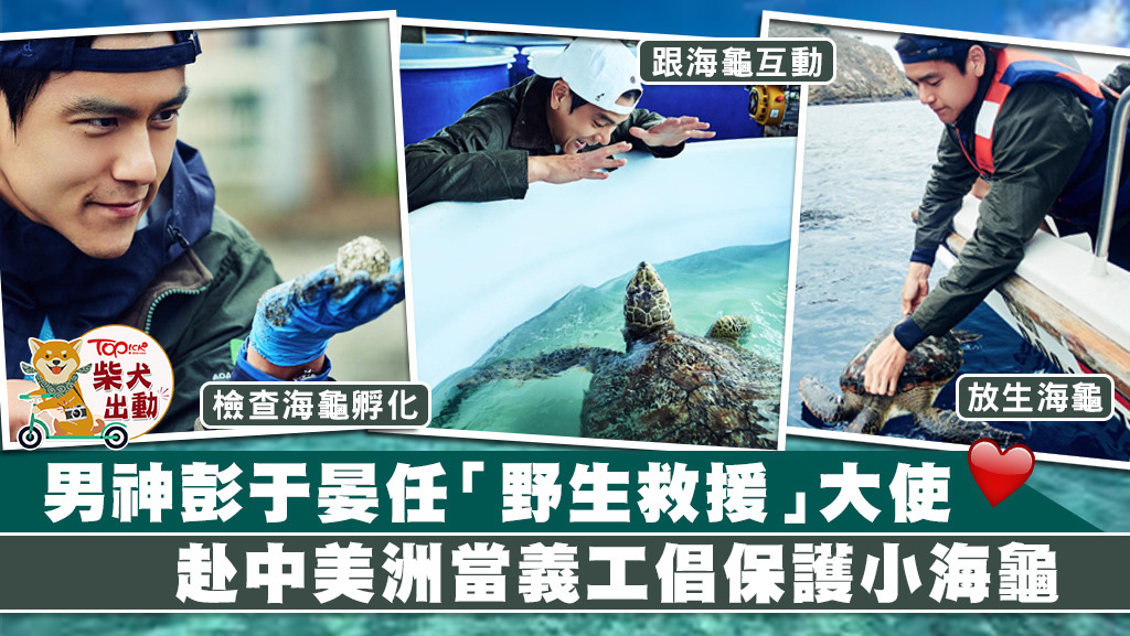 靚仔又有愛心，彭于晏參與保育海龜紀錄片拍攝。