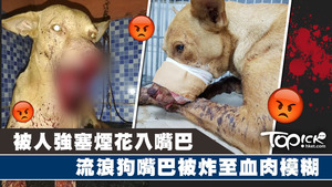 流浪狗被人強塞煙花入嘴  嘴巴被炸至血肉模糊。