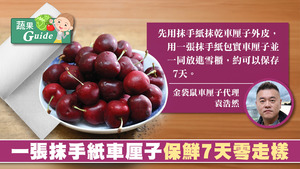 車厘子代理商教路，車厘子必須抹乾保持乾身，再用抹手紙包着放入雪櫃，可保持新鮮長達7天。
