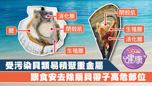 扇貝及帶子宜去除所有内臟後食用。