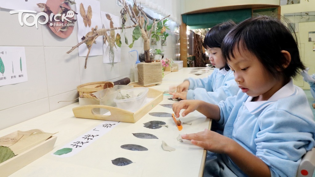低班學生把葉子分類。(陳偉能攝)