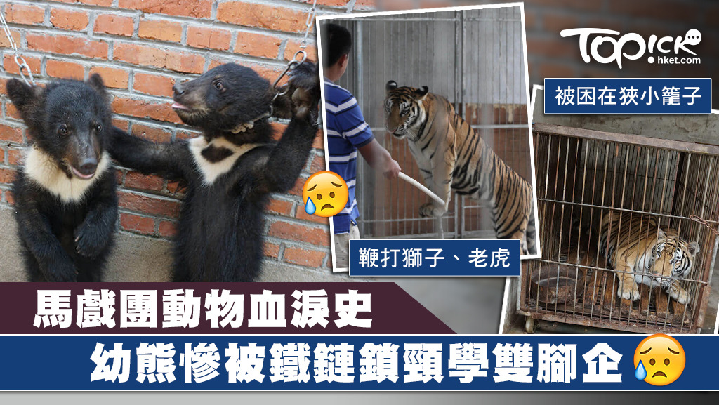 有動物組織揭發馬戲團背後的殘忍真相。