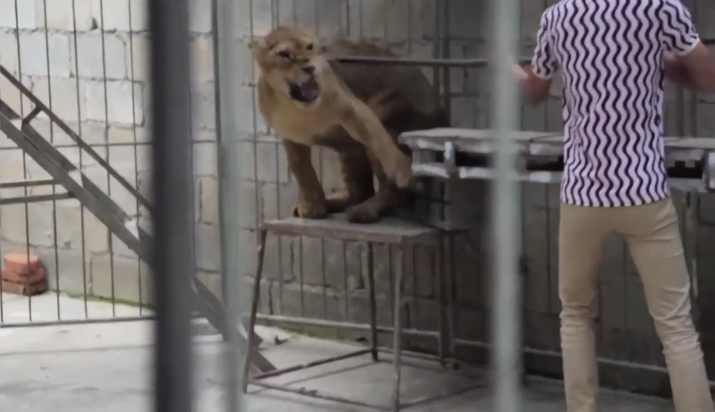 訓練員以「鐵通」戳刺獅子。（圖片來源：PETA Asia影片截圖）