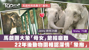 馬戲團大象「母女」歷盡磨難，22年後動物園深情相認。