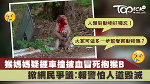 有女網民近日轉載一張馬騮母子受傷的相片，掀起網民熱烈討論，如果遇到動物受傷應否報警的話題。