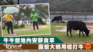 日前一對情侶露營友在營地遇到兩名大媽手持長棍欲衝向牛群打牛。