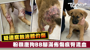  兩隻3個月大的唐狗BB疑受虐，腳部臀部滿佈傷口。
