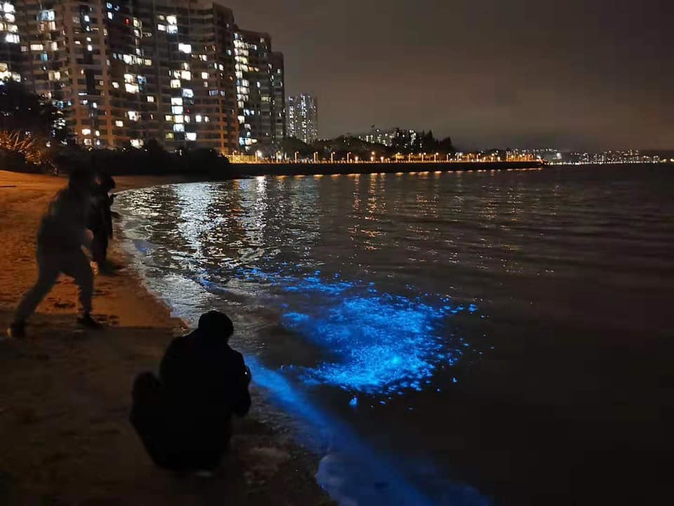 相片來源：馬鞍山之友 