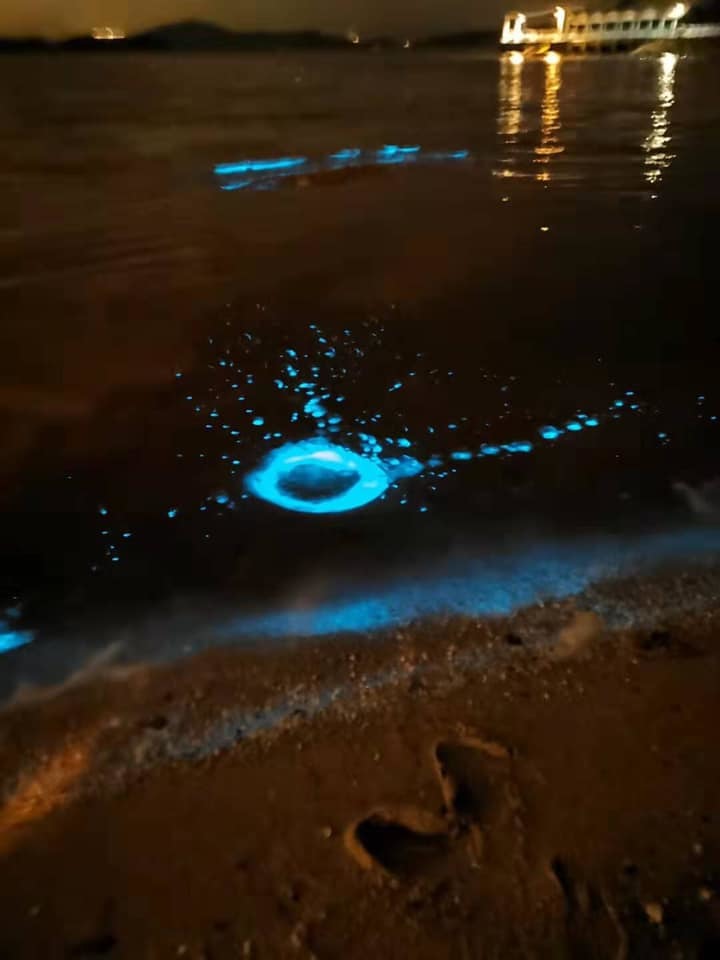 相片來源：馬鞍山之友 