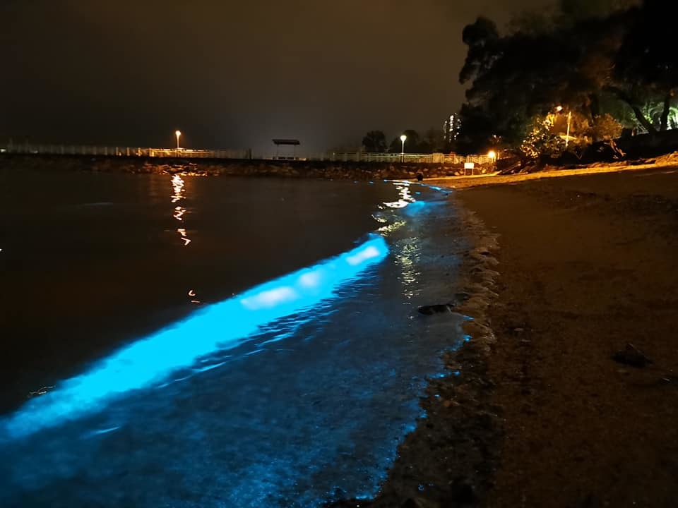 相片來源：馬鞍山之友 