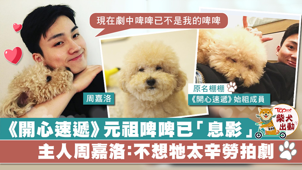 周嘉洛愛犬棚棚在劇集《開心速遞》初期人氣比主人高。