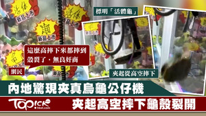 內地驚現殘忍夾真烏龜公仔機。