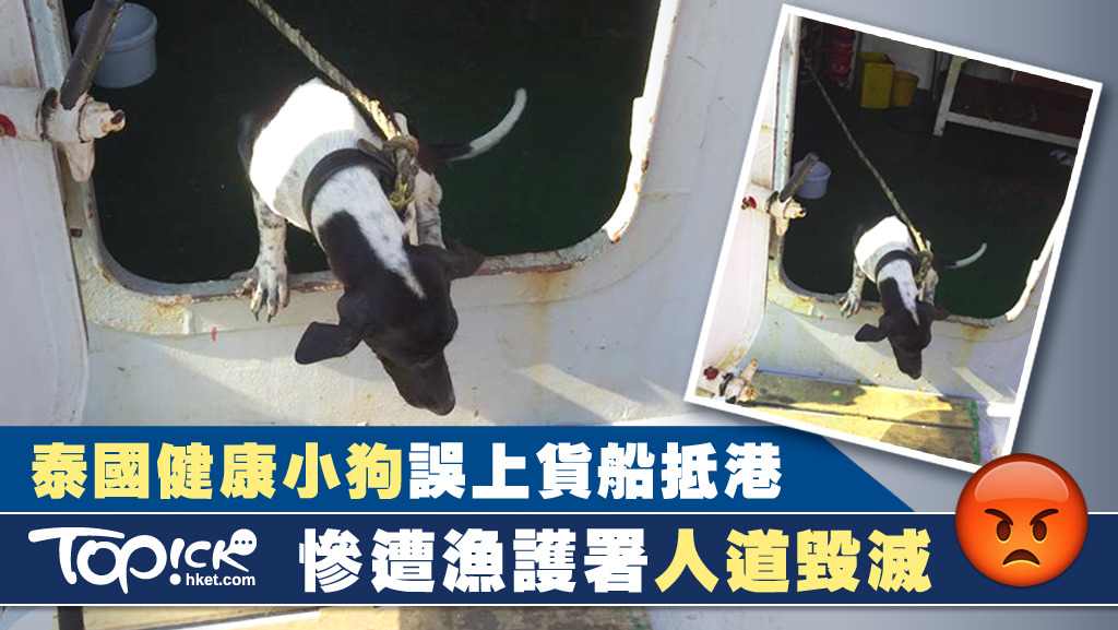 一隻載有頸圈的小狗，在泰國港口誤闖貨船抵港，因沒有健康證明、疫苗注射紀錄等資料，被漁護署人道毀滅。（fb泰旅谷真好玩照片）
