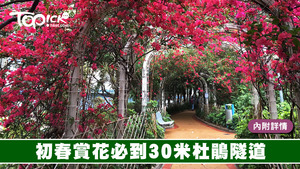 元州邨杜鵑正紅，達人親授在花海中最美打卡秘訣。