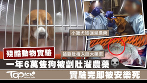 美國實驗室進行殘忍動物實驗。