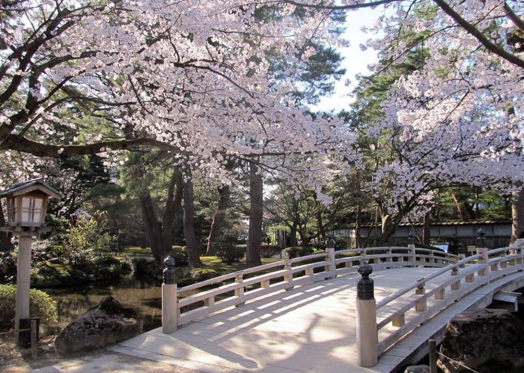 兼六園的櫻花景相當有名。(圖片來源：日本石川縣旅遊情報)