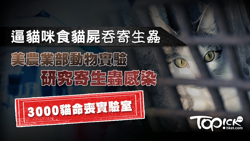 美國農業部30多年來進行的貓隻寄生蟲實驗今被廢止。