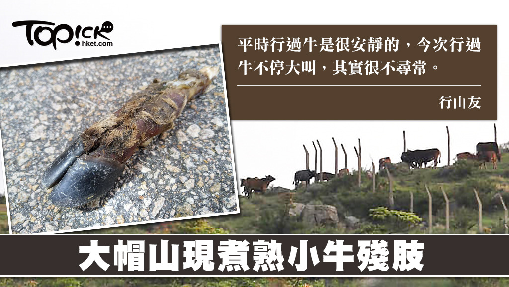 大帽山驚現煮熟小牛殘肢。（相片來源：facebook群組：大帽山觀景台）