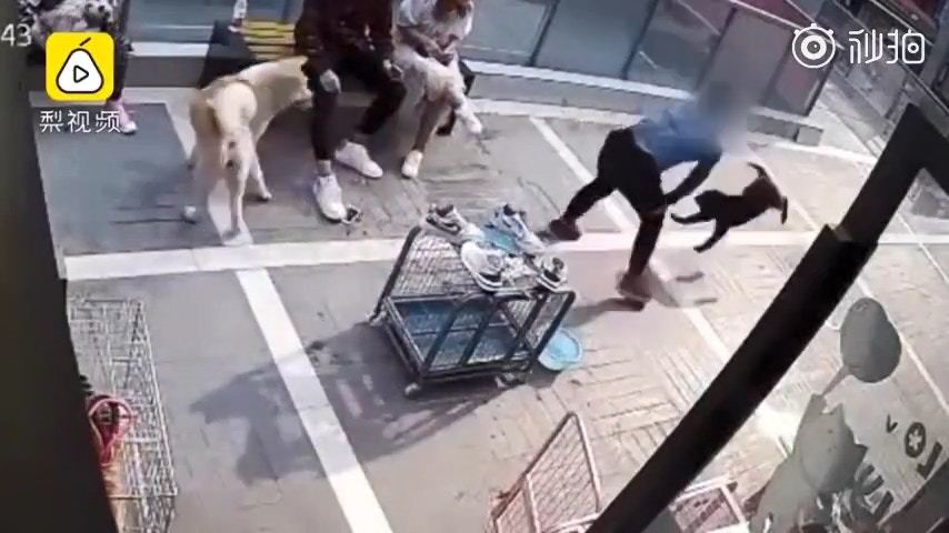 男子狠摔小狗落地。（相片來源：梨視頻截圖）