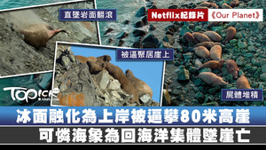 Netflix生態紀錄片拍下一頭海象為覓食，而直墜80米高崖的影片。