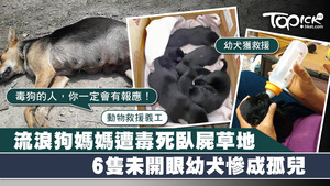 流浪狗媽媽遭毒死臥屍草地。