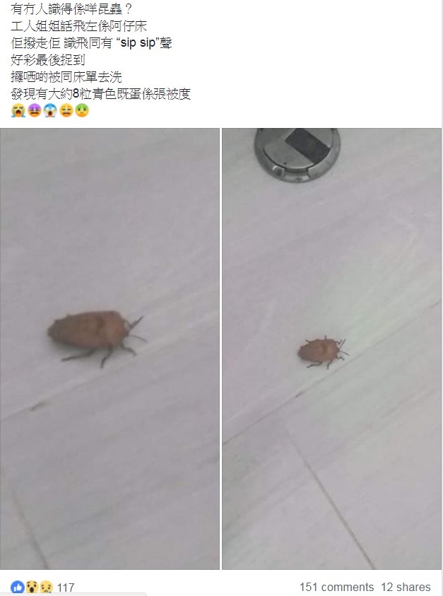 有網民發帖附上臭屁蟲相，聲稱不知道這是甚麼昆蟲。（圖片來源：Facebook群組「將軍澳」）