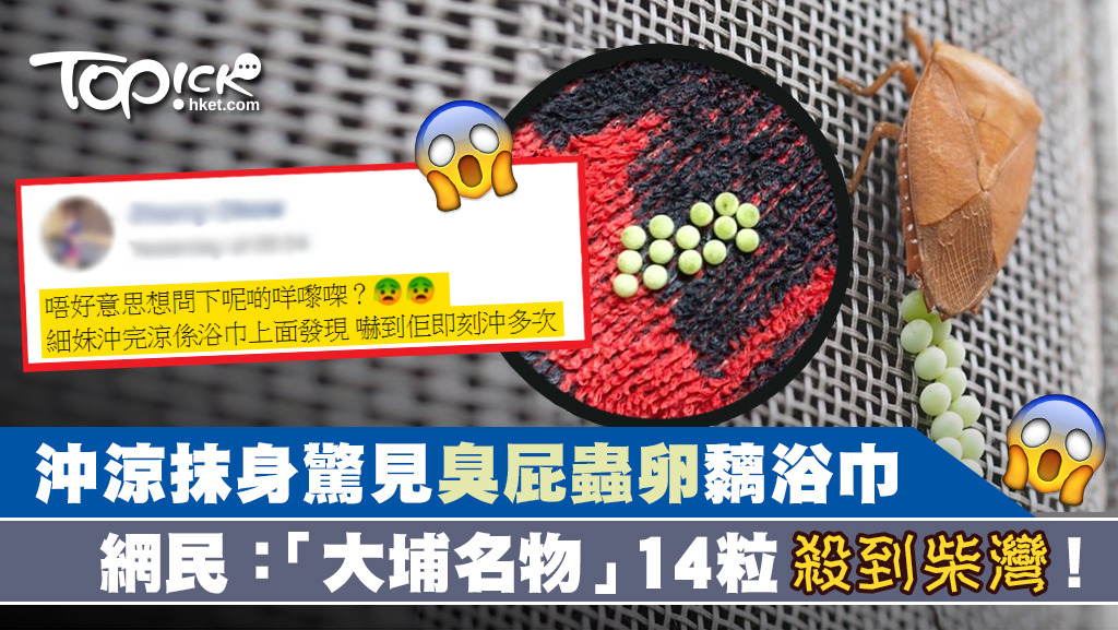 柴灣居民沖涼後發現浴巾上有14粒臭屁蟲卵。