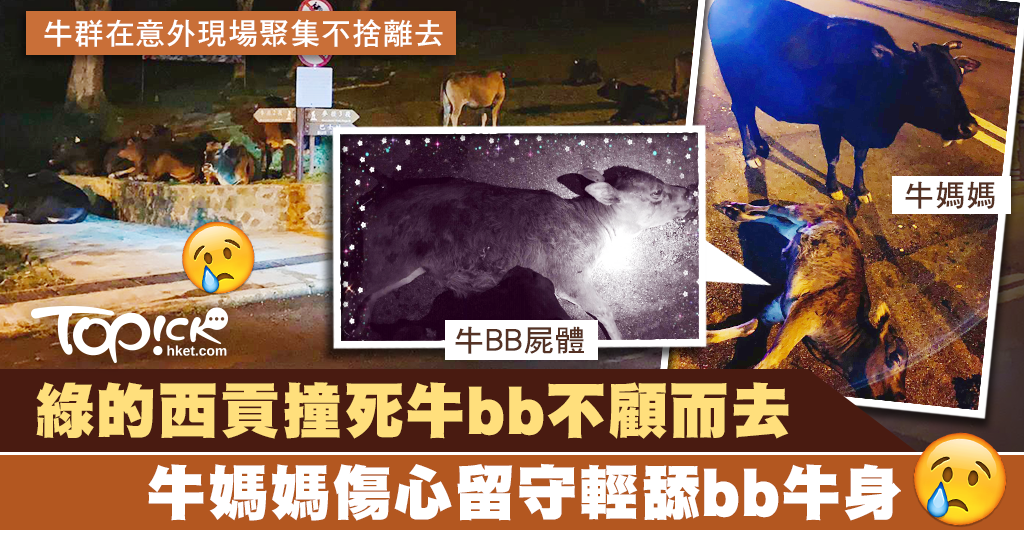 西貢綠的撞死3個月大牛B不顧而去 牛群傷心留守母牛輕舔牛B身