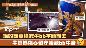 北潭涌有牛B慘被綠的輾斃當場死亡，意外後牛媽媽一直伴屍，不忍離去。（西貢護牛天使提供圖片）